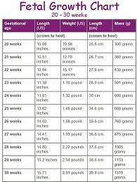 Fetal Weight Calculator By Week 11 Week Baby Growth Chart