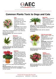 Toxic Dangers For Cats And Dogs The