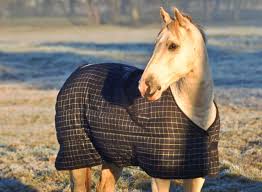 horse blanketing faqs the horse