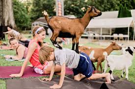 upcoming goat yoga 901goats from