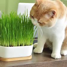 I have cat grass growing in a pot. Cat Grass High Survival Rate Natural Cat Grass Cat Hairball Control Toy Lazada Ph