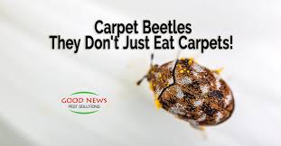 carpet beetles they don t just eat