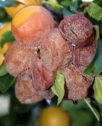 Les fruits sont tachés puis pourrissent. Moniliose Wikipedia