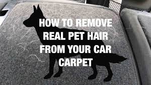 pet hair from your car