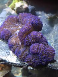 a blue carpet anemone reef photo