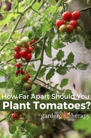 How Far Apart To Plant Tomatoes For The