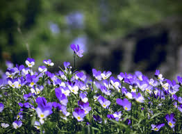 They are easily grown in pots indoors, taking up little space. Violet Planting Sowing And Advice On Caring For It