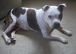 Give a puppy a forever home or rehome a rescue. Staffordshire Bull Terrier Wikipedia