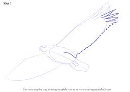 how to draw an eagle flying birds