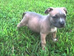 American Bully Grows Up Youtube