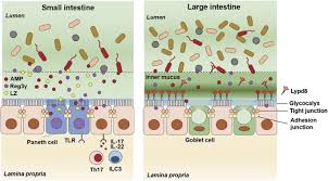 roles of intestinal epithelial cells in