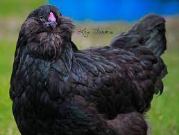 I don't see any buff in your pictures, although your birds are very pretty. Ameraucana Backyard Chickens Learn How To Raise Chickens