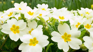 Image result for white flowers