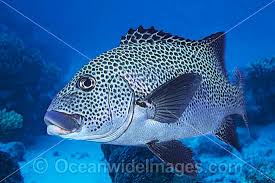 many spotted sweetlips photos images