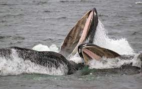whale has been look in its mouth
