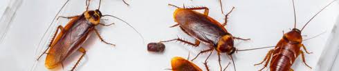 Water bugs and cockroaches are frequently mistaken for one another due to some similarities in their features. Cockroach Or Water Bug How To Spot The Difference Western Exterminator
