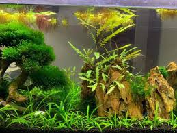 aquatic low tech carpet plant dwarf