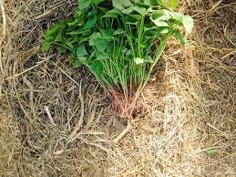 growing sweet potato slips or