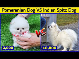 indian spitz dog pomeranian dog