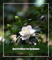 10 best fertilizer for gardenias 2021