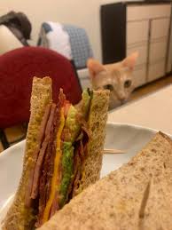 That's not a reasonable food. Bacon Avocado Tomato Salami Cheese And Ham Sandwich Bonus Cat In The Back Stonerfood