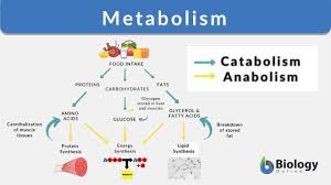 metabolism definition and exles