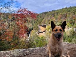 dog friendly things to do chattanooga