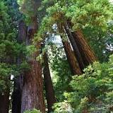 Sekwoja wieczniezielona - Sequoia sempervirens