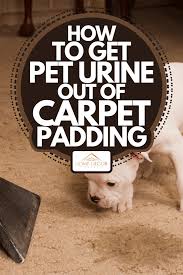 how to get pet urine out of carpet padding