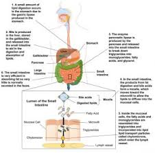 Digestion And Absorption Of Lipids Human Nutrition