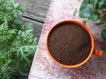 Can you put coffee grounds in garden?