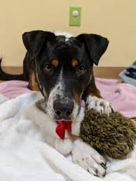 5 miles 10 miles 25 miles 50 miles 100 miles 200 miles 500 miles. Adopt Max On Petfinder St Bernard Dogs Saint Bernard Dog Bernese Mountain Dog