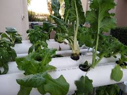This is also the best method to recycle old soft drink bottles. Portable Hydroponic Market Gardening 72 Plant Nft Vertical Hydroponic Build Diy Greens And Machines
