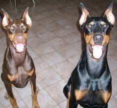 For the best experience, we recommend you upgrade to the latest version of chrome or safari. Doberman Pinscher Dog Breed Information And Pictures