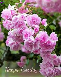 Happy Tuesday with Blooming Pink Flowers