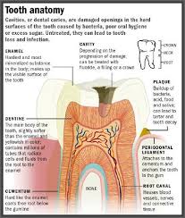 Tooth Anatomy 101 Www Giedentallab Com Dental Anatomy