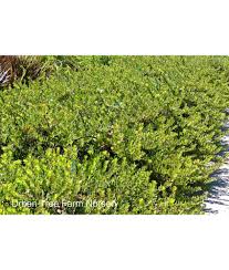 arctostaphylos emerald carpet