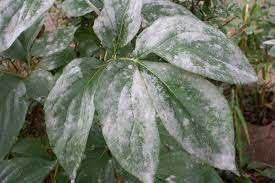 powdery mildew on plants what it means