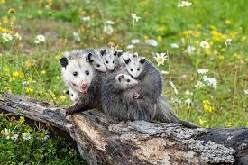 wildlife control how to keep opossums