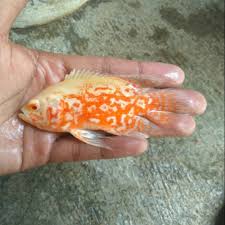 Habitat aslinya di perairan amazon amerika selatan. Ikan Oscar Albino Tiger Import Shopee Indonesia