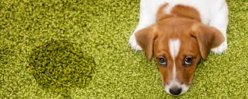 remove pet urine from carpet tucson
