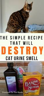 6 diy homemade cat urine stain odor