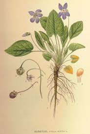 Viola hirta - Wikipedia