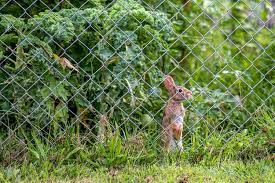 how to keep rabbits out of garden with