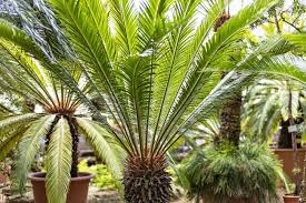 30 Types Of Potted Palm Trees Suitable