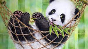 200 cute panda pictures wallpapers com