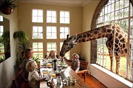 giraffes at nairobi s giraffe manor