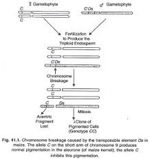 ac ds elements in maize এর ছবির ফলাফল