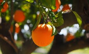 Image result for oranges