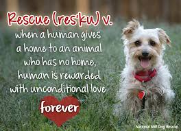 Saving one dog will not change the world, but surely for that one dog, the world will change forever.. Rescue Adoptdonshop Nmdr Rescue Dogs Dogs Rescue